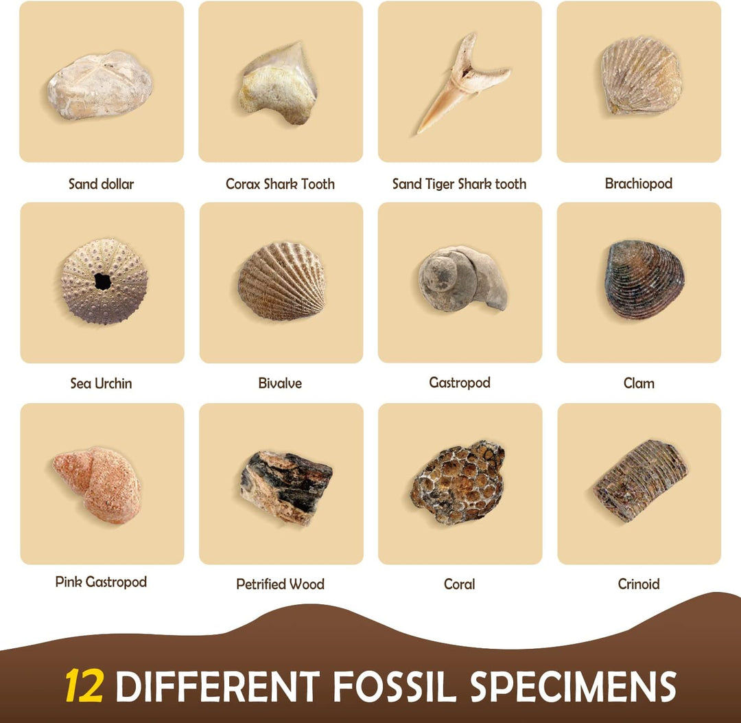 Byncceh Fossilien Ausgrabungs-Set Fossilienausgrabungsstätte Ausgrabungsset für Kinder 12 echte Foss