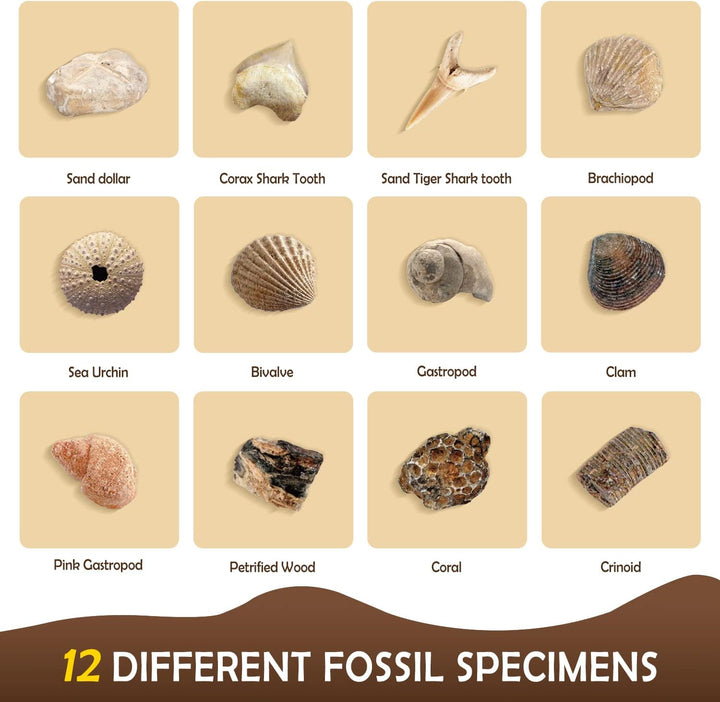 Byncceh Fossilien Ausgrabungs-Set Fossilienausgrabungsstätte Ausgrabungsset für Kinder 12 echte Foss