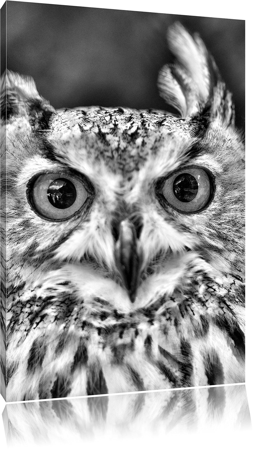 Pixxprint Monocrome, Eulen Kautz Orange Augen, Format: 100x70 auf Leinwand, 100x70