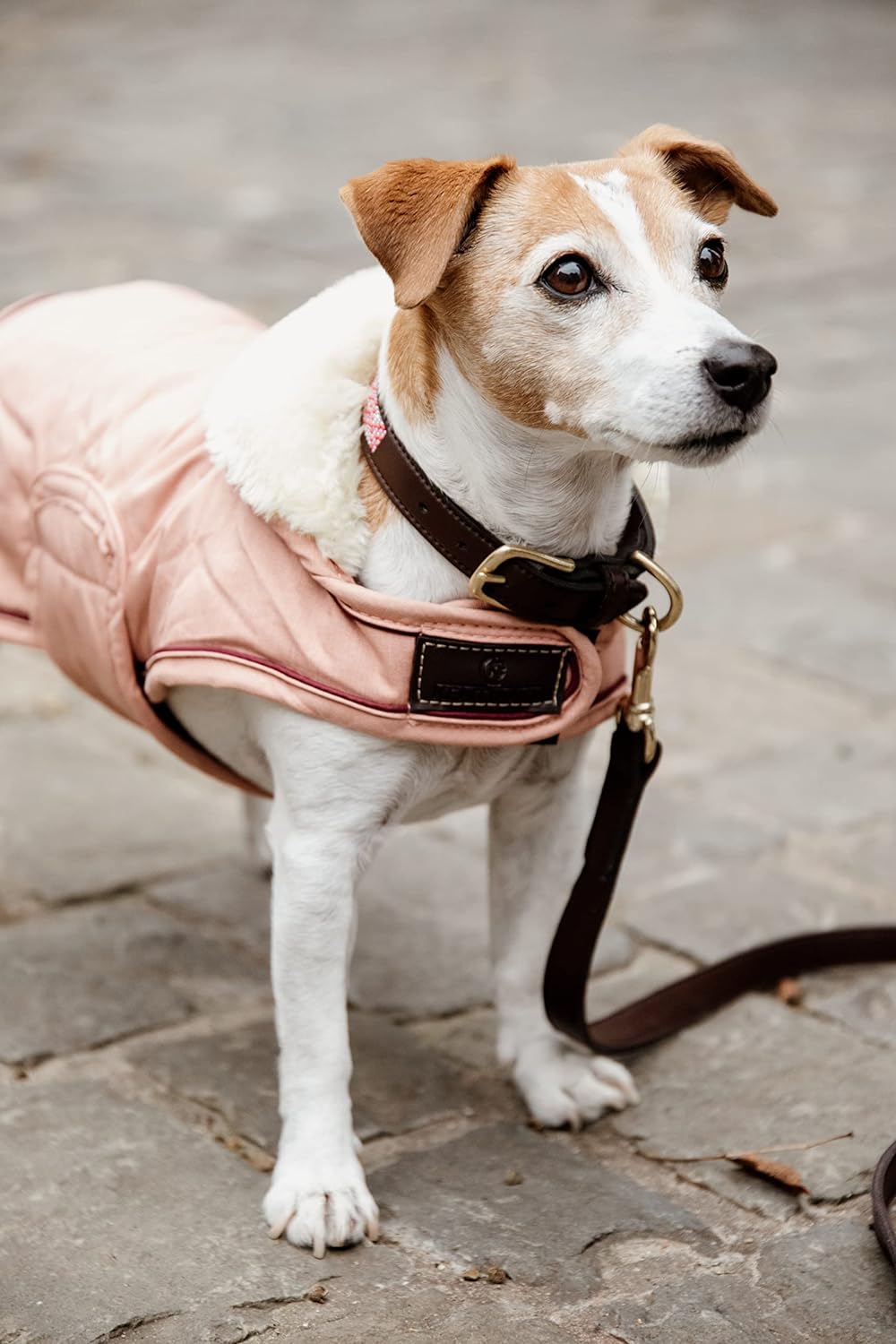 Kentucky Dogwear wasserfester Hundemantel, Grösse:Dackel, Farbe:Coral Dackel coral, Dackel coral