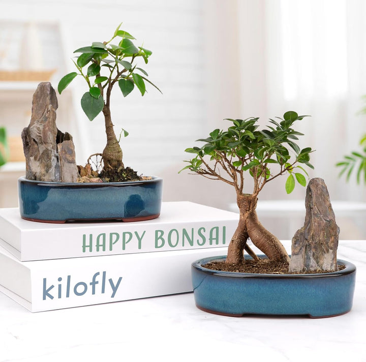Happy Bonsai Kleine glasierte Töpfe, 17 cm, 2 + 4 weiche Drainagesiebe