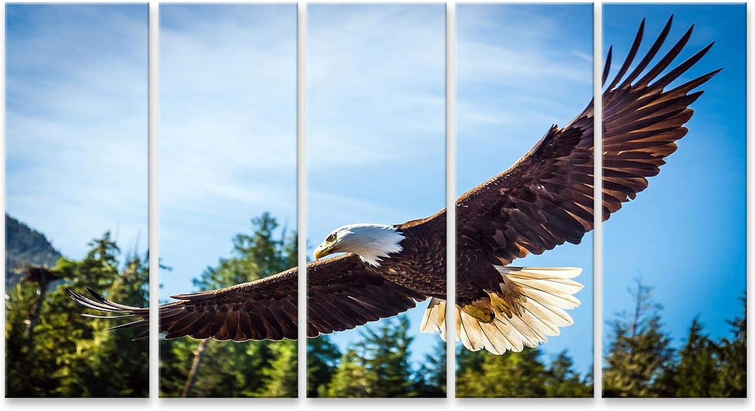 islandburner Bild auf Leinwand Nordamerikanischer Weisskopfseeadler Im Flug Bilder Wandbilder Poster