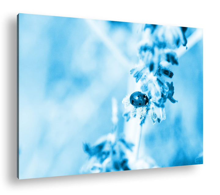 deyoli süsser Marienkäfer auf einem Lavendelzweig Format 120x80 Effekt: Monocrome Blau als Leinwandb