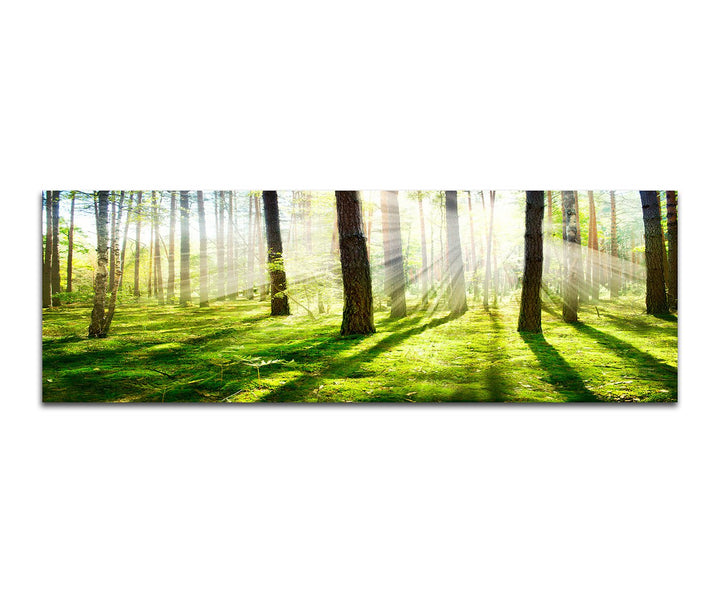 Paul Sinus Art Panoramabild auf Leinwand und Keilrahmen 150x50cm Wald Bäume Frühling Sonnenstrahlen