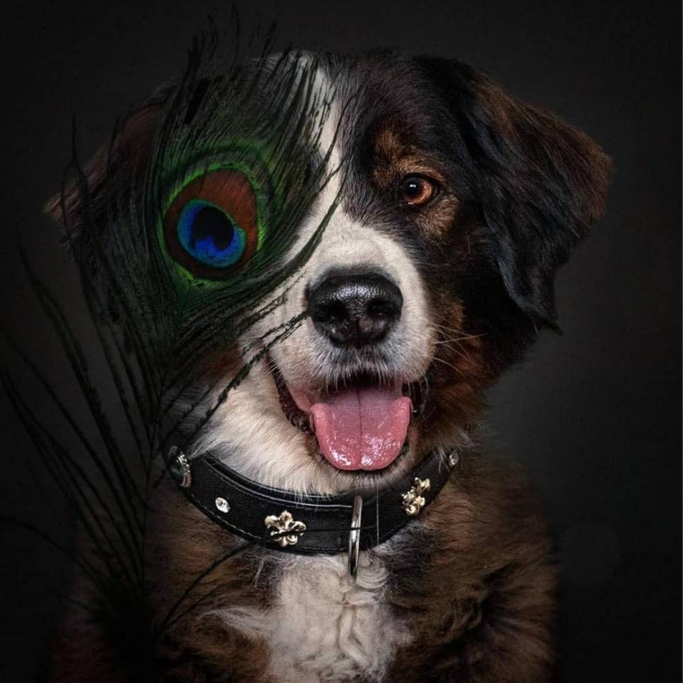 MICHUR EL Pavo Hundehalsband Leder, Lederhalsband Hund, Halsband, Schwarz, Leder, mit Lilien, Strass