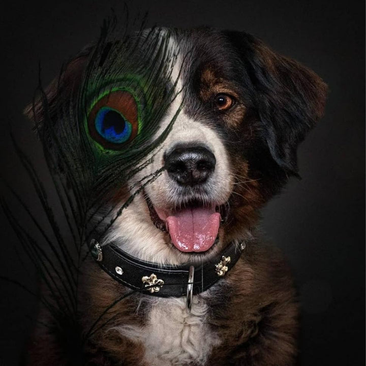 MICHUR EL Pavo Hundehalsband Leder, Lederhalsband Hund, Halsband, Schwarz, Leder, mit Lilien, Strass