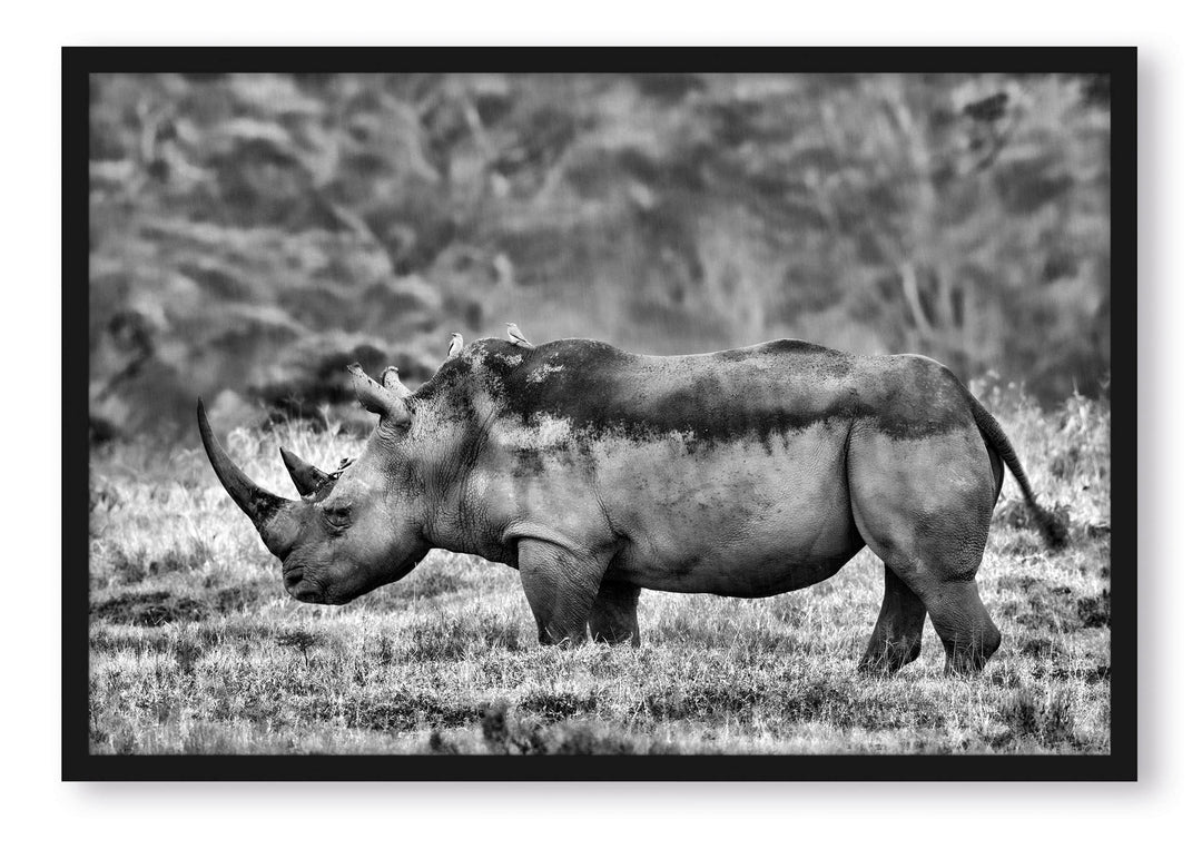 Generisch grosses Nashorn in der Savanne, Poster im Bilderrahmen / Format: 55x40cm / Kunstdruck gera
