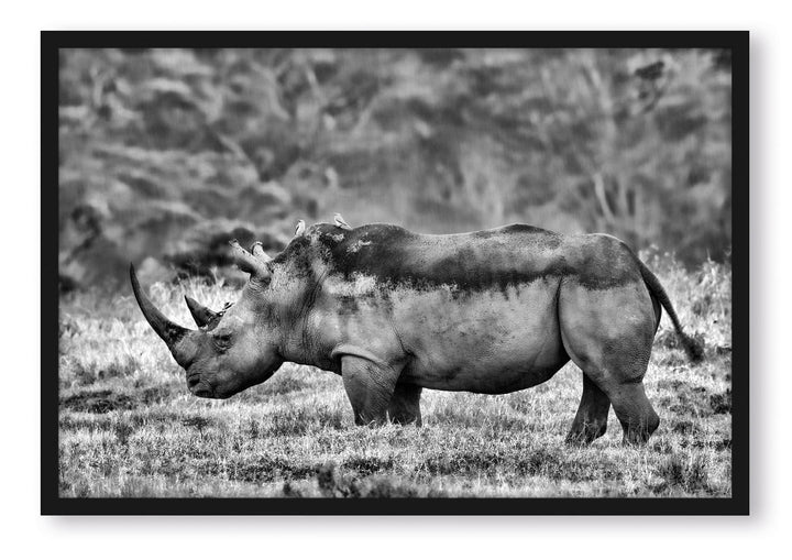 Generisch grosses Nashorn in der Savanne, Poster im Bilderrahmen / Format: 55x40cm / Kunstdruck gera