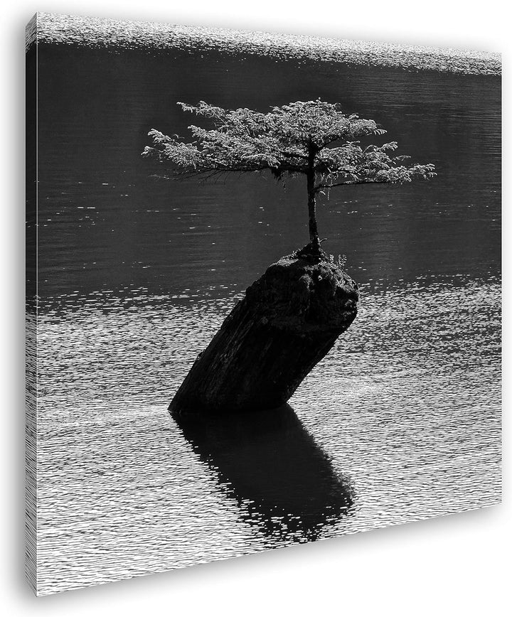 deyoli beeindruckender Baum Mitten im Wasser Format: 60x60 Effekt: Schwarz&Weiss als Leinwandbild, M