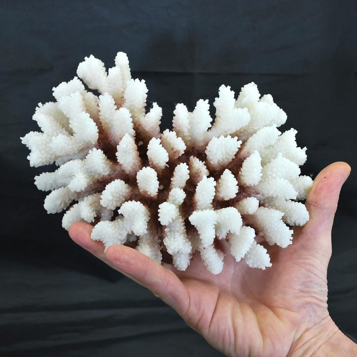 AQUARIUM PLÜDERHAUSEN Steinkoralle, 21x15x8 cm, SPS, Meerwasseraquarium Korallen, Acropora Nachbildu