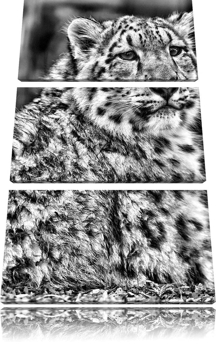 Pixxprint anmutiger Schneeleopard als Leinwandbild/Grösse: 3 Teilig (120x80) cm/Wandbild/Kunstdruck/