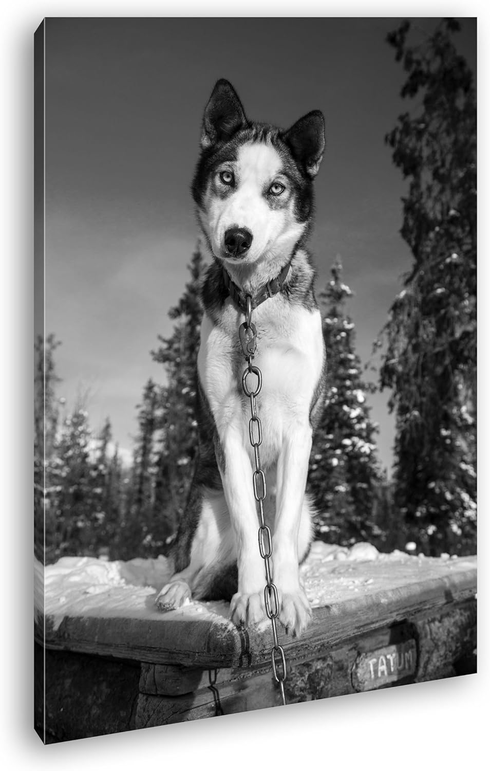 deyoli knuffiger Husky Effekt: Schwarz/Weiss Format: 100x70 als Leinwand, Motiv fertig gerahmt auf E