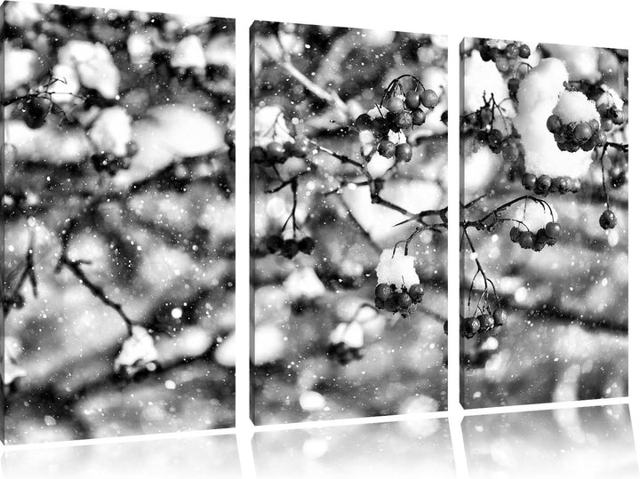 Pixxprint Vogelbeeren mit Schnee bedeckt als Leinwandbild/Grösse: 3 Teilig (120x80) cm/Wandbild/Kuns