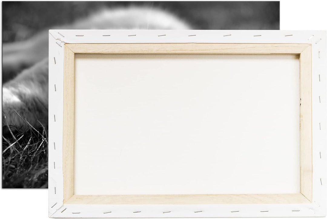 deyoli kleine Katze beim Entspannen Format: 80x60 als Leinwand, Effekt: Schwarz&Weiss, Motiv fertig