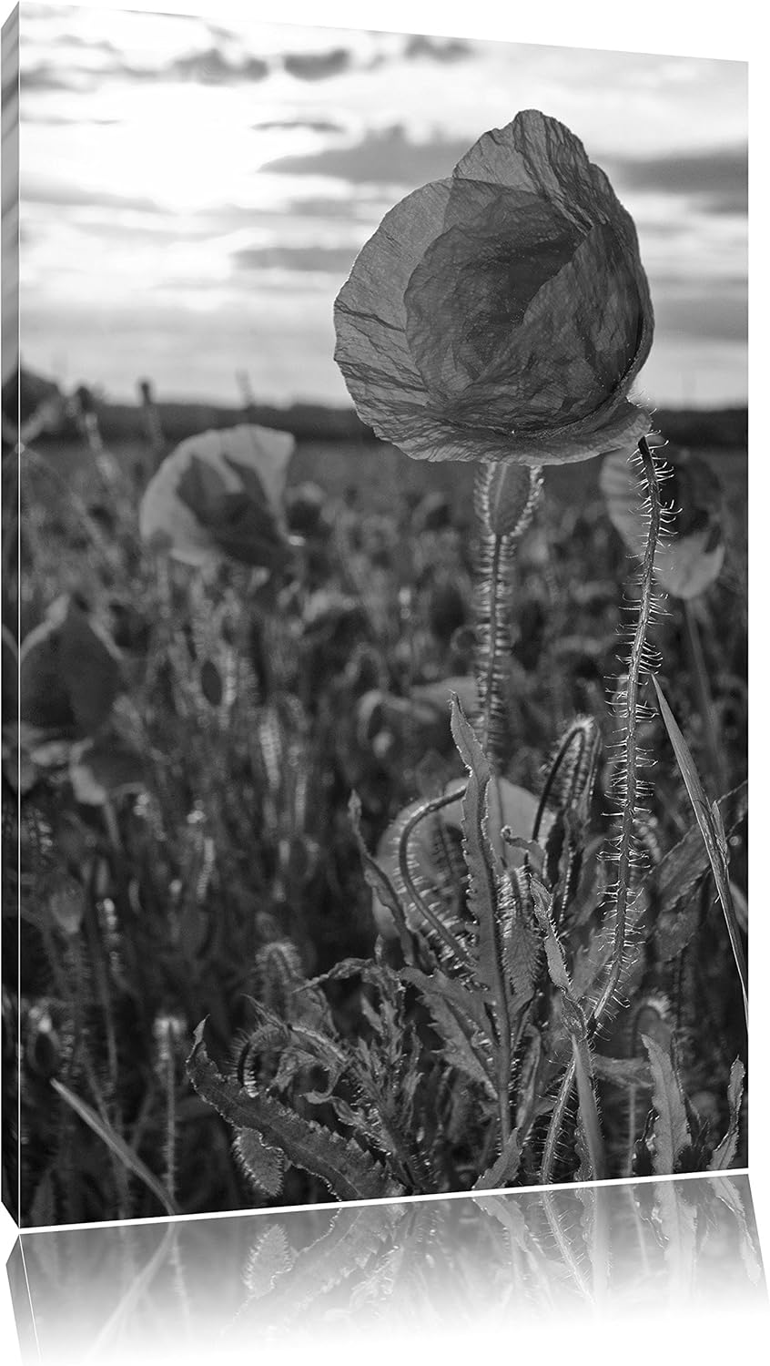 Mohnfeld Kunst B&W, Format: 100x70 auf Leinwand, XXL riesige Bilder fertig gerahmt mit Keilrahmen, K