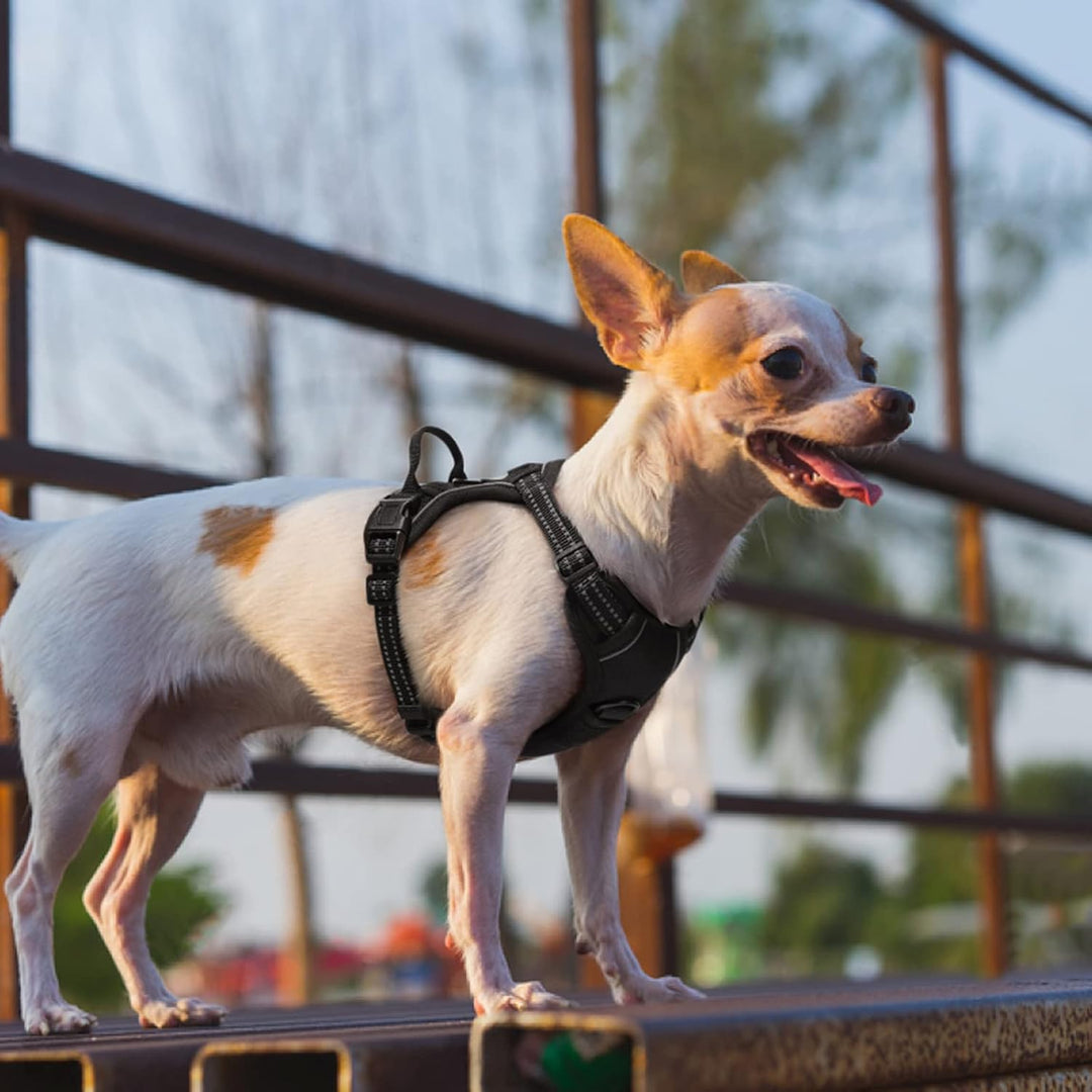 rabbitgoo Hundegeschirr Kleine Hunde, Anti Zug Geschirr mit Kontrolle, No Pull Verstellbar Hundegesc