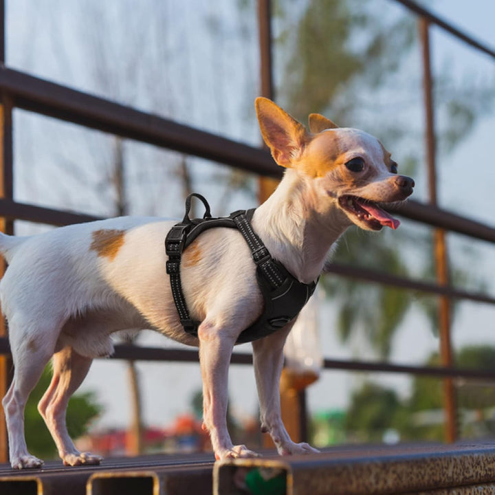 rabbitgoo Hundegeschirr Kleine Hunde, Anti Zug Geschirr mit Kontrolle, No Pull Verstellbar Hundegesc