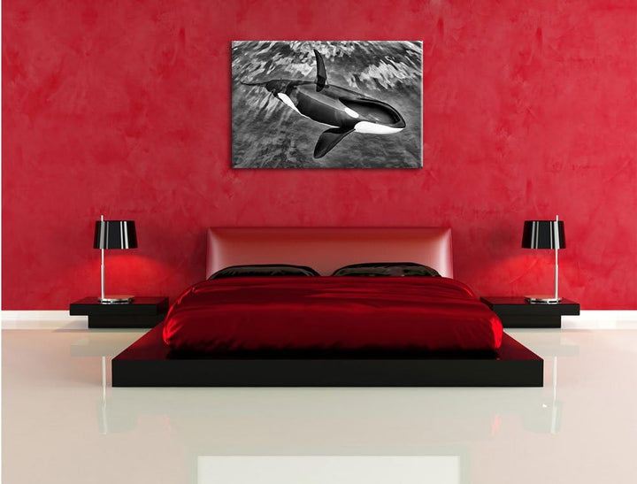 Pixxprint Monocrome, Orca im blauen Meer, Format: 100x70 auf Leinwand, 100x70