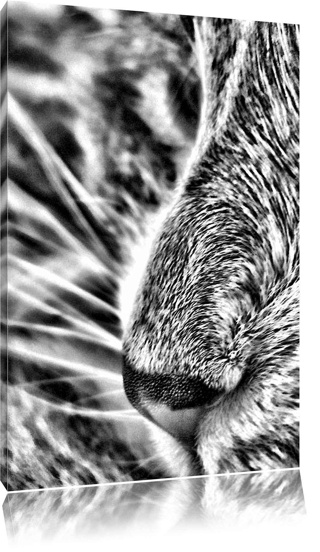 Pixxprint Katze mit blauen Augen als Leinwandbild/Grösse: 100x70 / Wandbild/Kunstdruck/fertig bespan