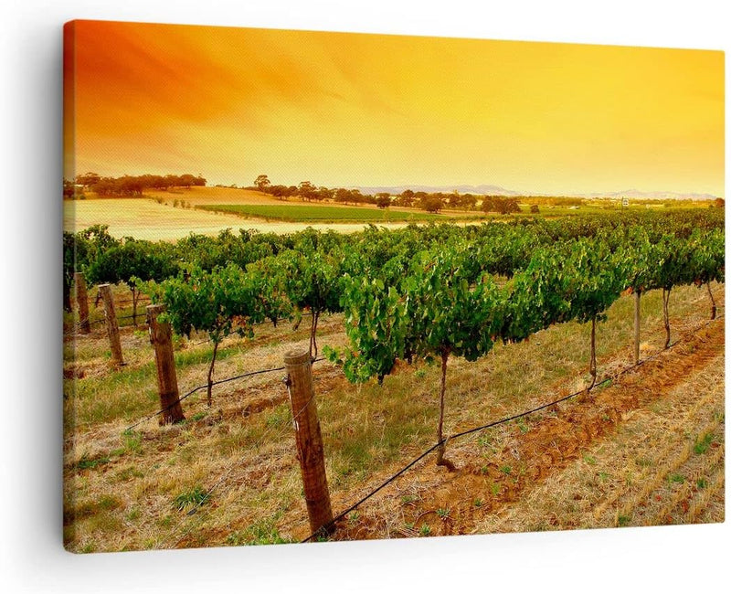 Bilder auf Leinwand Landschaft Weinberg Sonnenuntergang Leinwandbild 70x50cm Wandbilder Dekoration W