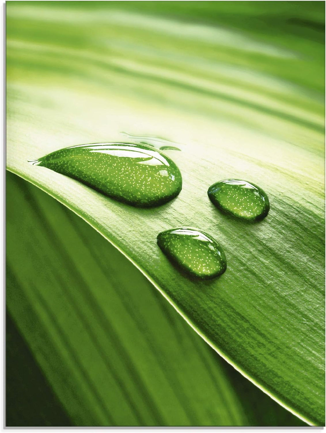 ARTland Glasbilder Wandbild Glas Bild einteilig 45x60 cm Hochformat Natur Pflanzen Blätter Wassertro