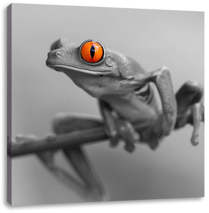Pixxprint süsser Frosch auf Zweig als Leinwandbild/Grösse: 70x70 cm/Wandbild/Kunstdruck/fertig bespa