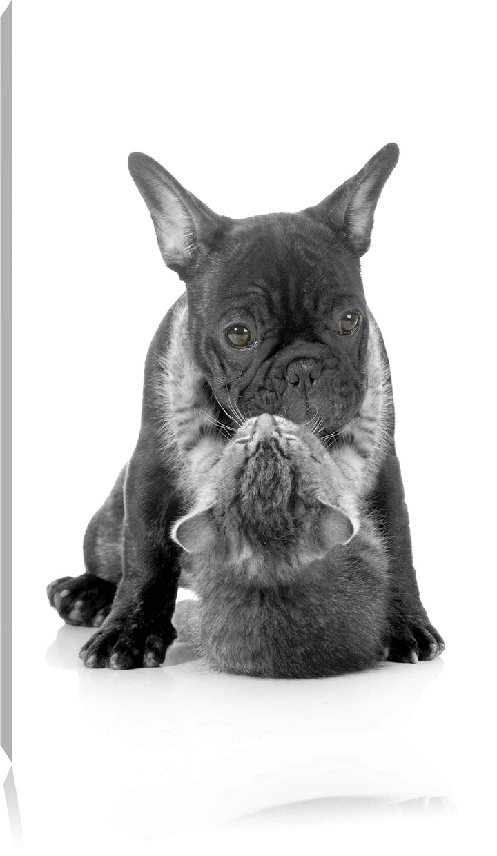 Katze hängt an Mops schwarz/weiss Format: 100x70 auf Leinwand, XXL riesige Bilder fertig gerahmt mit