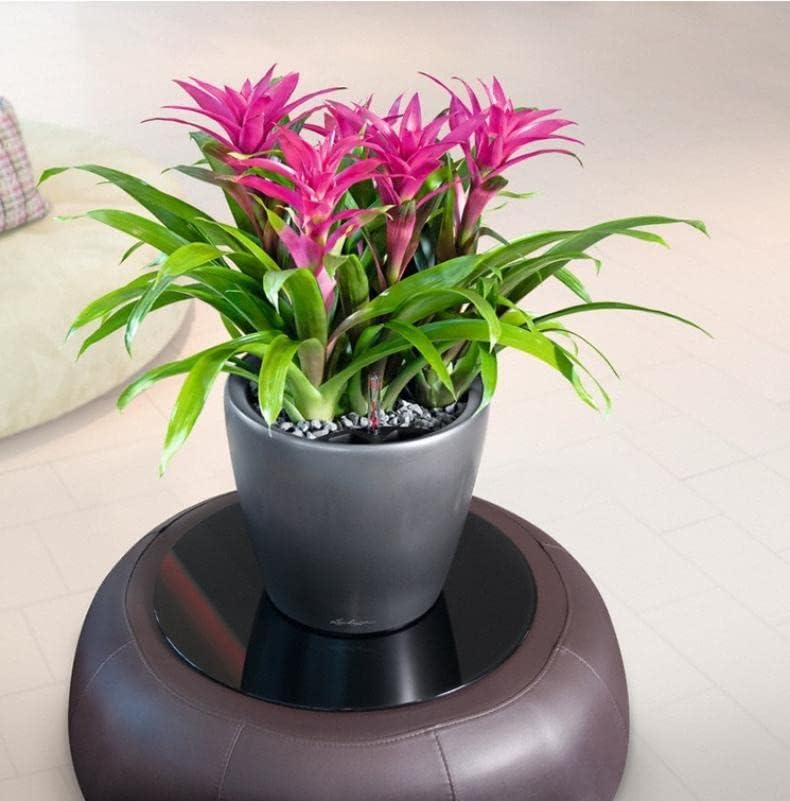 LECHUZA CLASSICO Premium LS 28 anthrazit metallic 16043 28.5x28.5x26 cm Anthrazit Metallic Einzel, 2