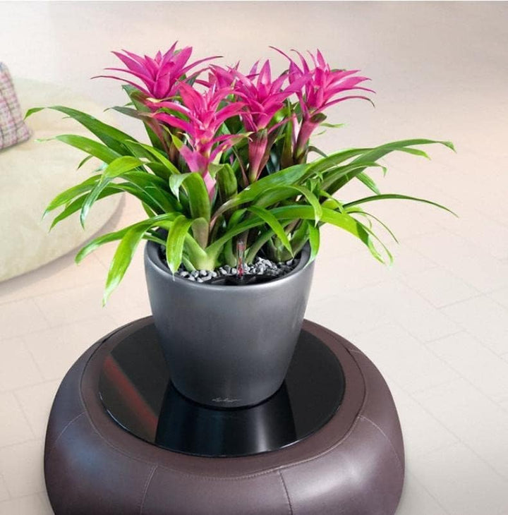 LECHUZA CLASSICO Premium LS 28 anthrazit metallic 16043 28.5x28.5x26 cm Anthrazit Metallic Einzel, 2