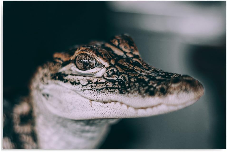 Feeby. Wandbild - 1 Teilig - 70x100 cm, Leinwand Bild Leinwandbilder Bilder Wandbilder Kunstdruck, K