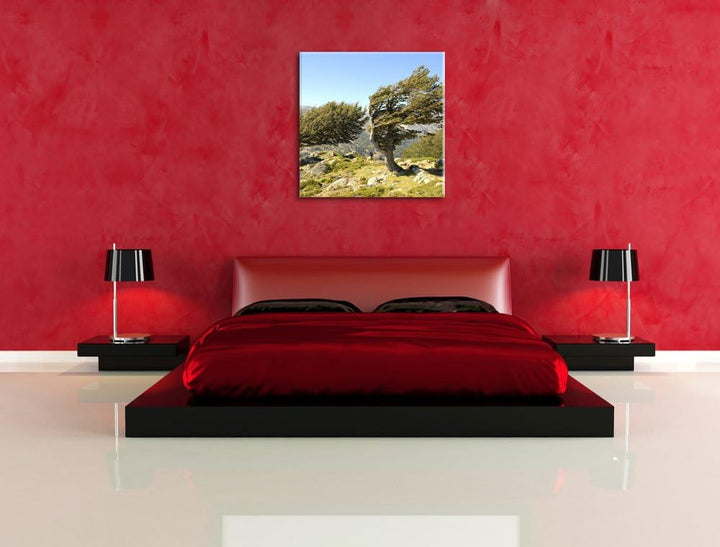 Pixxprint Schiefer Baum, Format: 70x70 auf Leinwand, XXL riesige Bilder fertig gerahmt mit Keilrahme