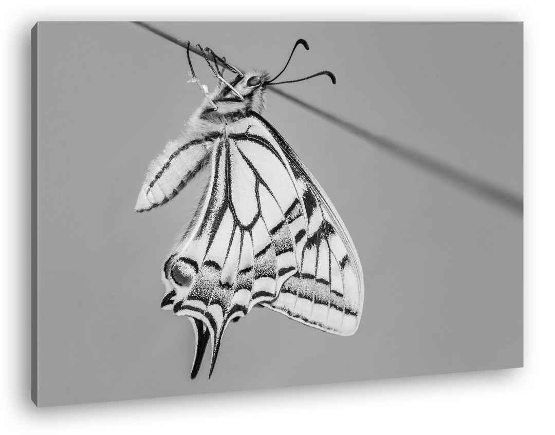deyoli Schöner gelber Schmetterling Effekt: Schwarz/Weiss Format: 80x60 als Leinwandbild, Motiv fert