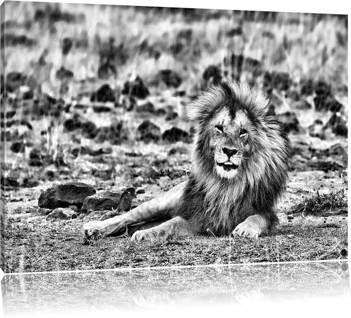 Pixxprint Monocrome, prächtige Löwe in der Savanne, Format: 100x70 auf Leinwand, riesige Bilder fert