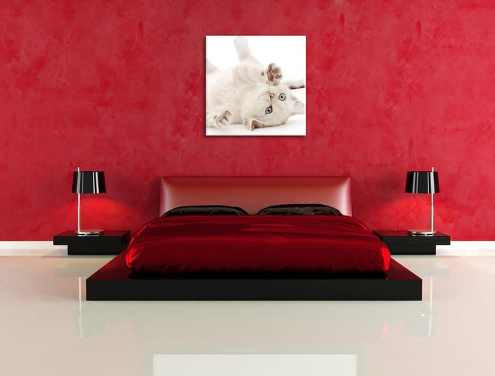 Pixxprint Kleine Katze, Format: 70x70 auf Leinwand, XXL riesige Bilder fertig gerahmt mit Keilrahmen