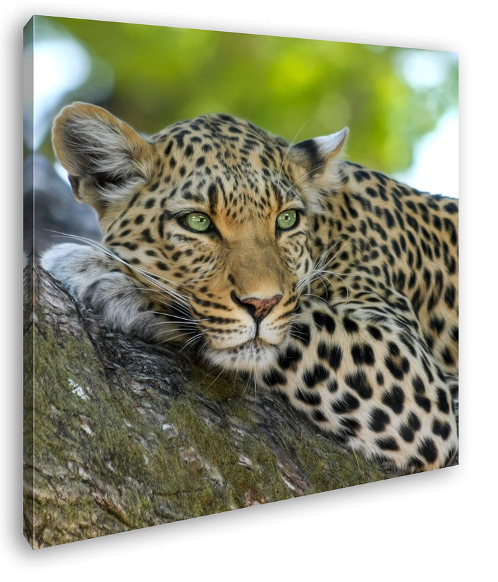 deyoli liegender Leopard im Format: 60x60 als Leinwandbild, Motiv fertig gerahmt auf Echtholzrahmen,