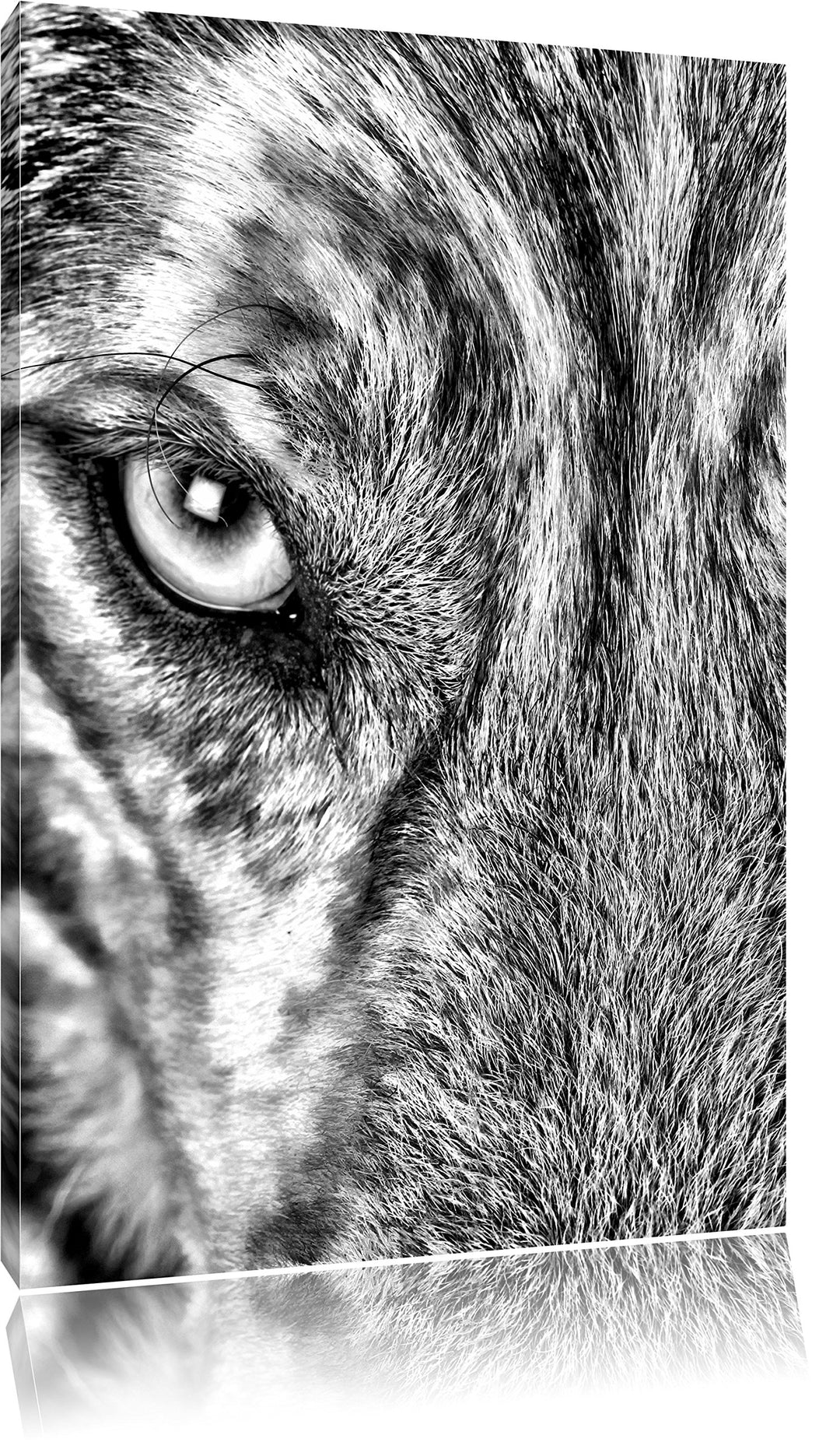 Pixxprint Husky eisblaue Augen / 100x70cm Leinwandbild bespannt auf Holzrahmen/Wandbild Kunstdruck D