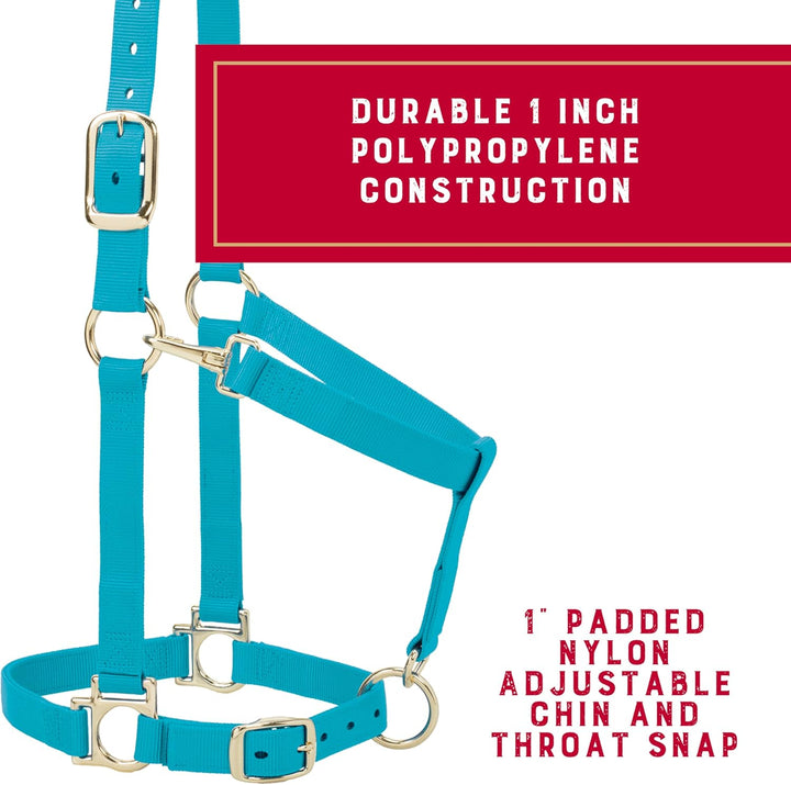 Weaver Leather Basic verstellbares Halfter Türkis Average Horse, Türkis Average Horse