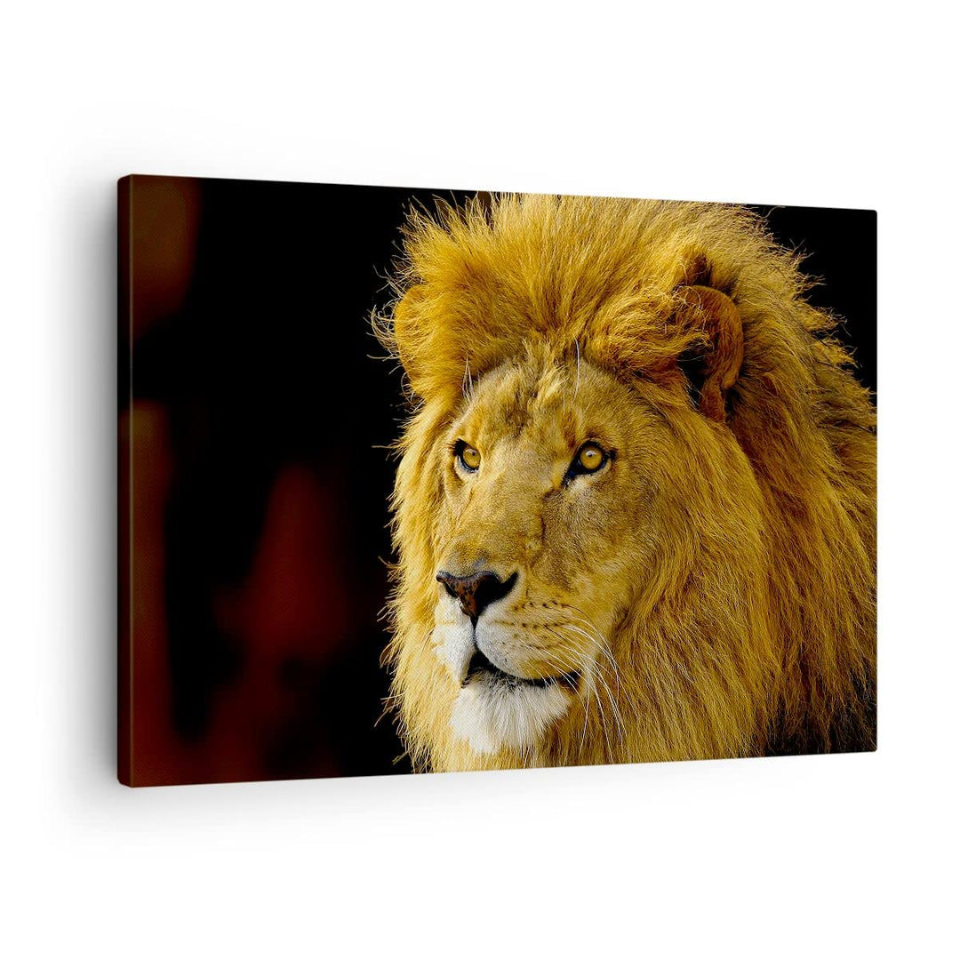 Bilder auf Leinwand Löwe Tiere Tierwelt Leinwandbild mit Rahmen 70x50cm Wandbilder Dekoration Wohnzi