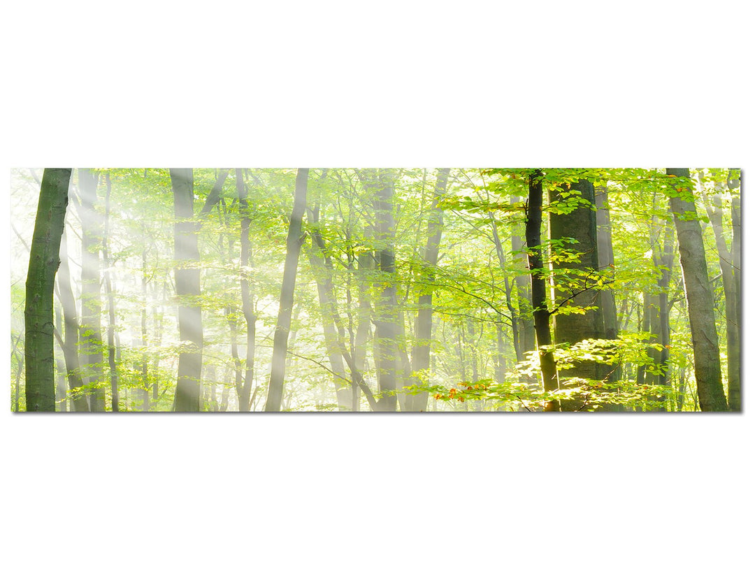 Paul Sinus Art Panoramabild auf Leinwand und Keilrahmen 150x50cm Bäume Wald Sonnenstrahlen Herbst
