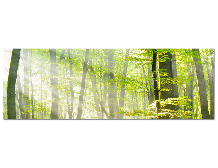 Paul Sinus Art Panoramabild auf Leinwand und Keilrahmen 150x50cm Bäume Wald Sonnenstrahlen Herbst