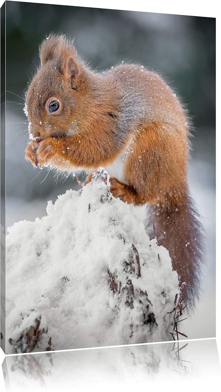 Pixxprint Kleines Eichhörnchen im Winter als Leinwandbild/Grösse: 100x70 cm/Wandbild/Kunstdruck/fert
