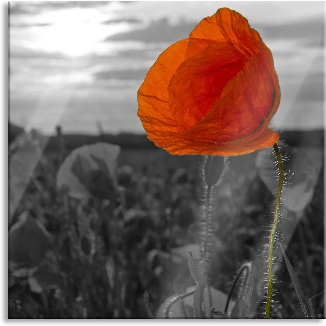 Pixxprint Glasbild | Wandbild auf Echtglas | Mohnfeld | 40x40 cm | inkl. Aufhängung und Abstandshalt