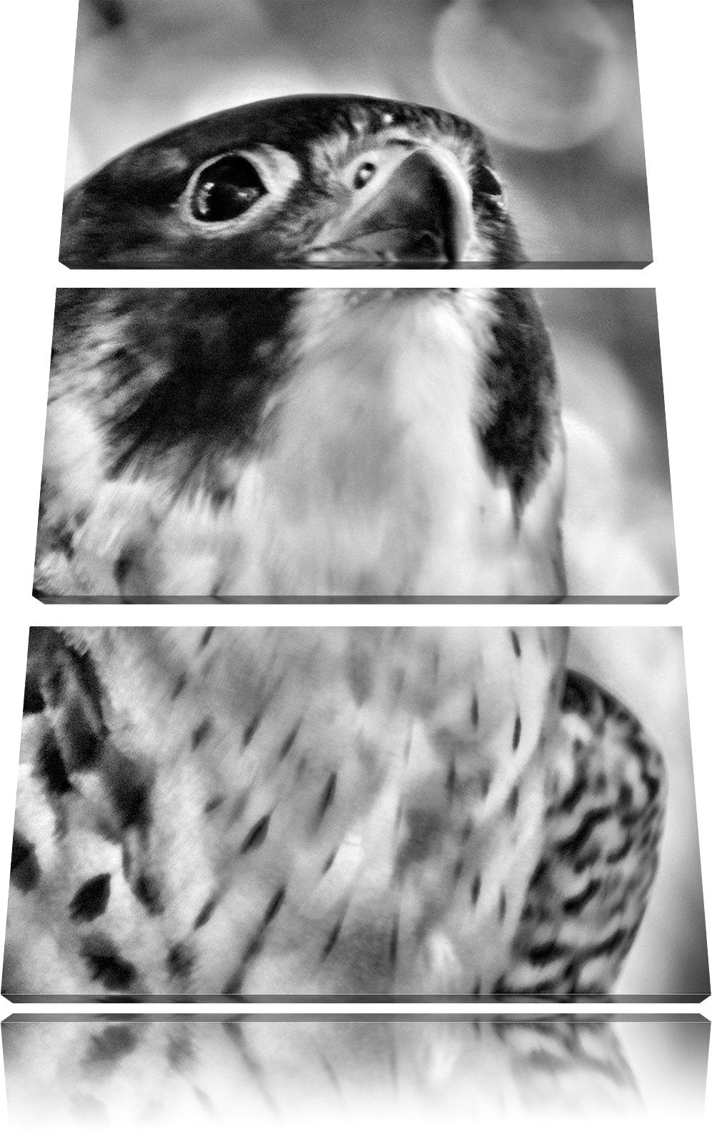 Pixxprint schöner Grauer Adler als Leinwandbild/Grösse: 3 Teilig (120x80) cm/Wandbild/Kunstdruck/fer