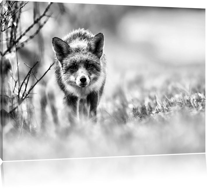 Pixxprint Schleichender Fuchs / 100x70cm Leinwandbild bespannt auf Holzrahmen/Wandbild Kunstdruck De