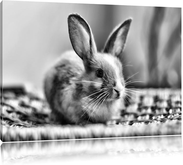 Pixxprint Monocrome, Süsses Kaninchen, Format: 100x70 auf Leinwand, 100x70