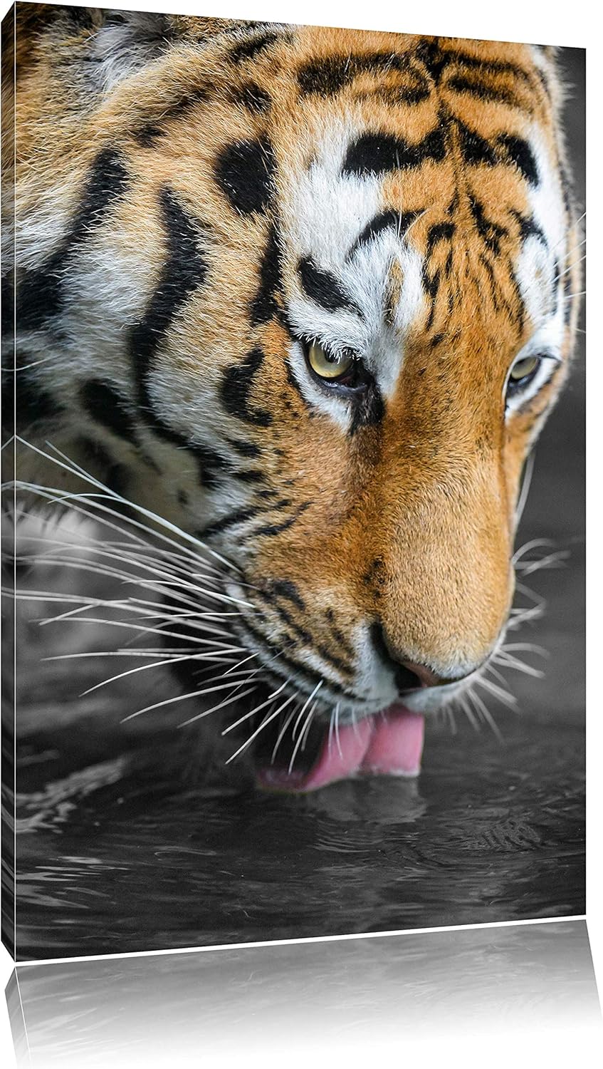 maiestätischer Tiger trinkt schwarz/weiss auf Leinwand, XXL riesige Bilder fertig gerahmt mit Keilra