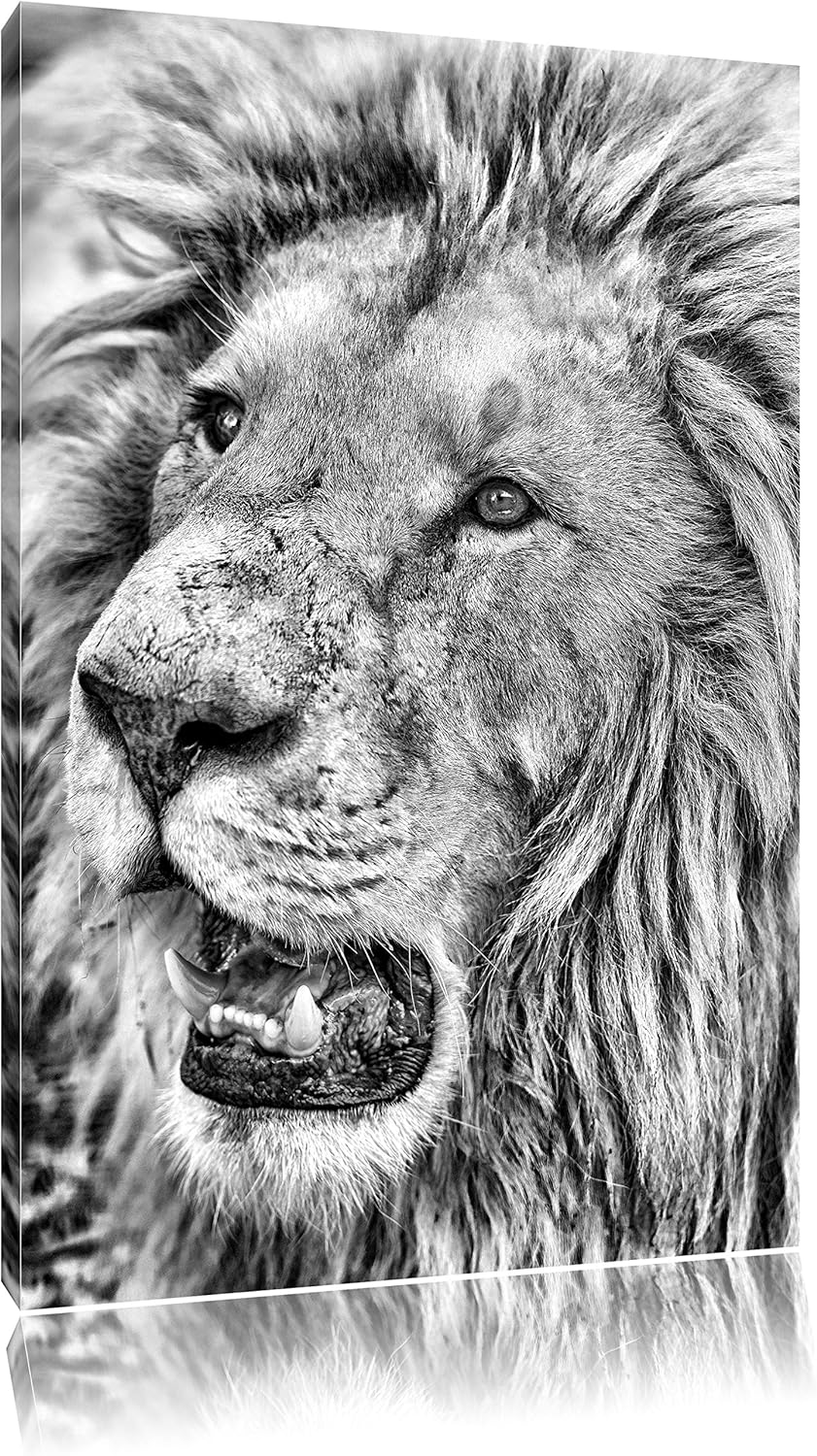 Pixxprint schöner weisser Löwe als Leinwandbild/Grösse: 100x70 / Wandbild/Kunstdruck/fertig bespannt