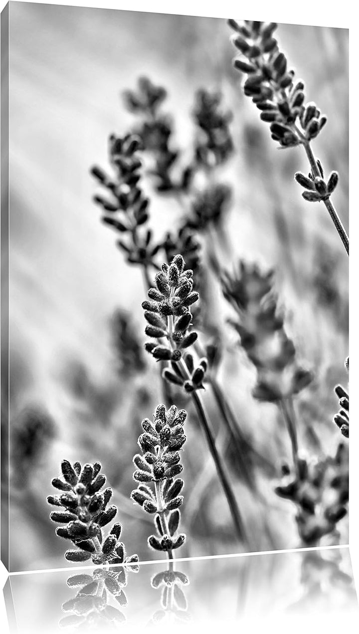 Monocrome, Lavendel , Format: 100x70 auf Leinwand, XXL riesige Bilder fertig gerahmt mit Keilrahmen,