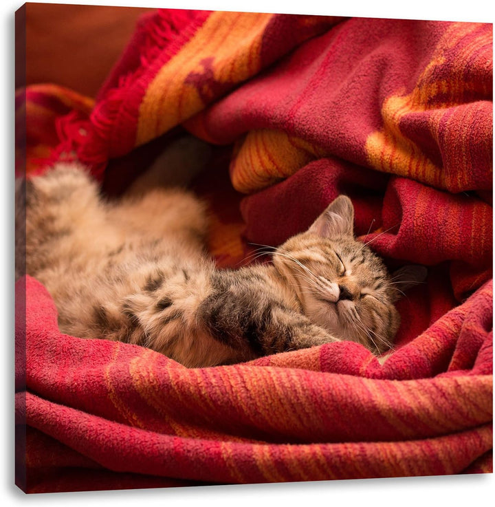 Pixxprint Babykatze, Format: 70x70 auf Leinwand, XXL riesige Bilder fertig gerahmt mit Keilrahmen, K