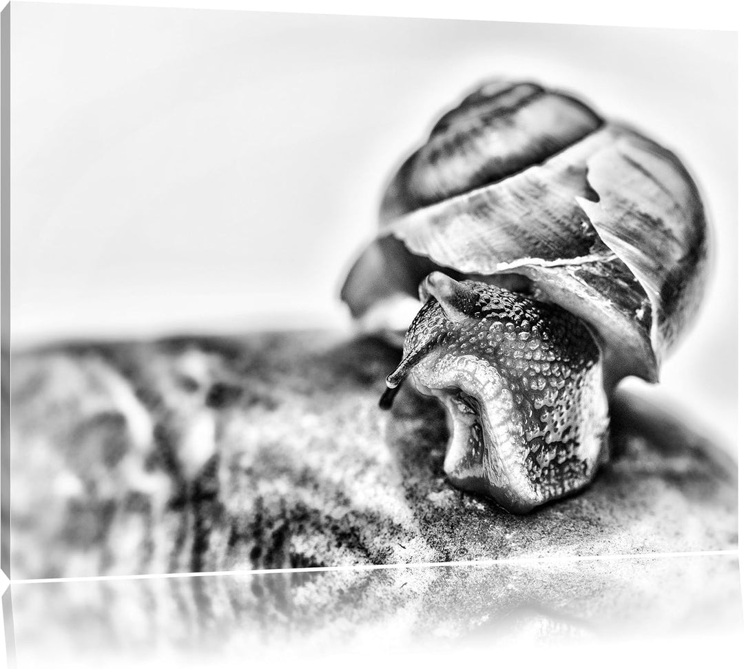 Pixxprint kleine Schnecke / 100x70cm Leinwandbild bespannt auf Holzrahmen/Wandbild Kunstdruck Dekora